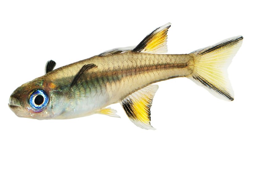 Schmetterling Regenbogenfisch - Pseudomugil signifer - 2