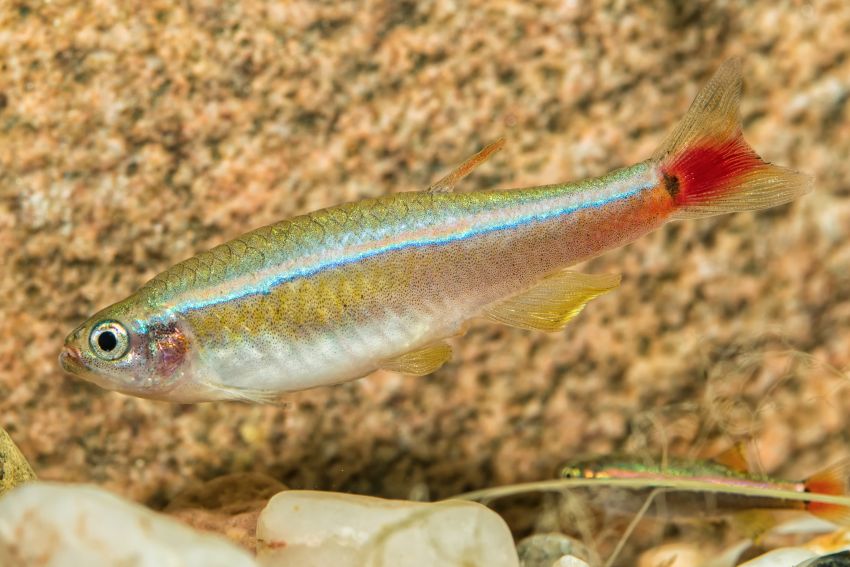 Kardinalfisch - Tanichthys albonubes - 1
