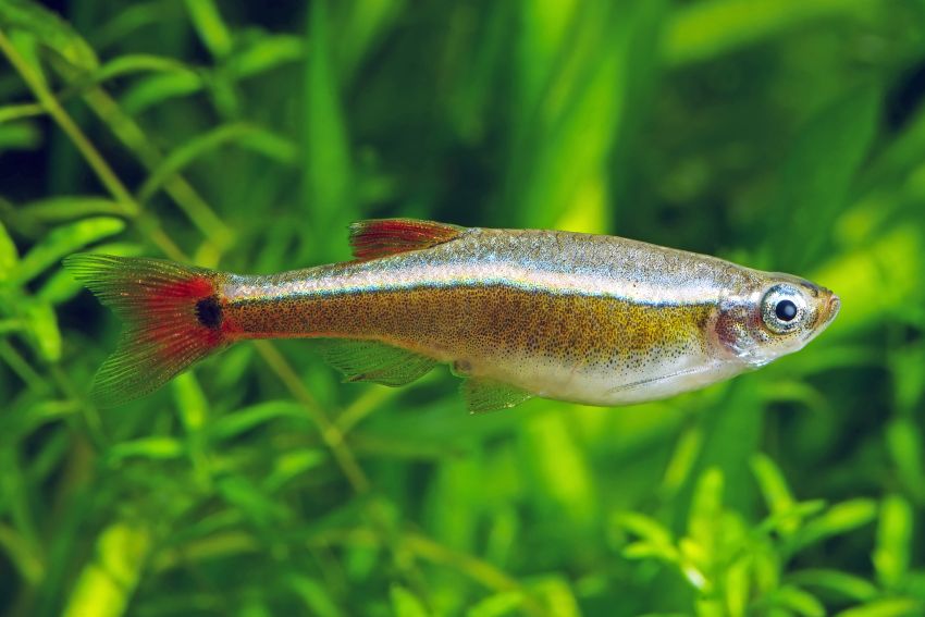 Kardinalfisch - Tanichthys albonubes - 2