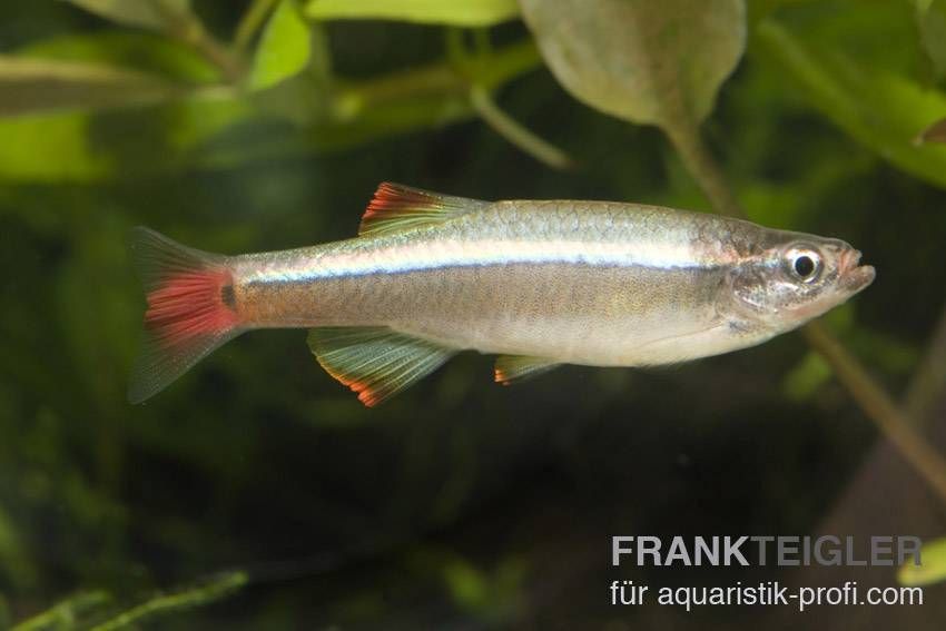 Kardinalfisch - Tanichthys albonubes - 3