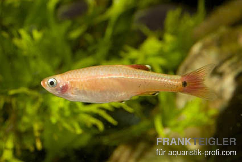 Kardinalfisch - Tanichthys albonubes - 4