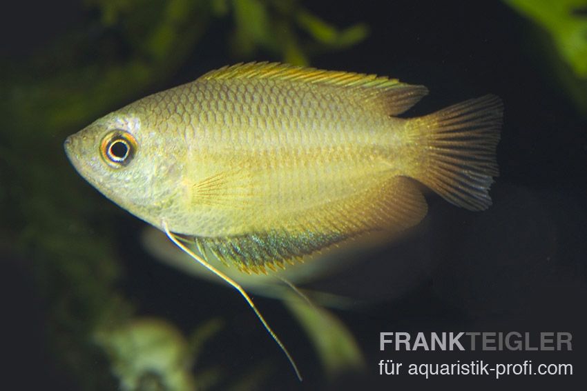 Honigfadenfisch - Trichogaster chuna - 1