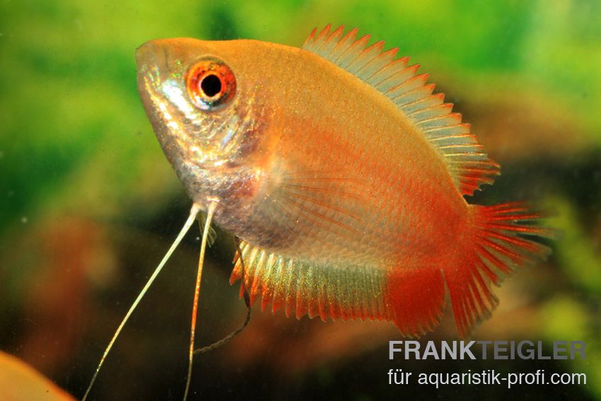 Honigfadenfisch - Trichogaster chuna - 3