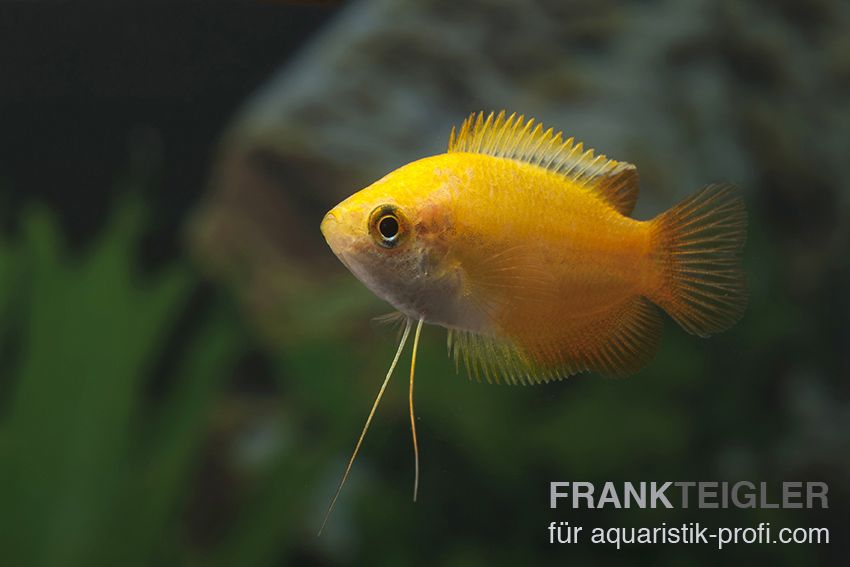 Honigfadenfisch - Trichogaster chuna - 5
