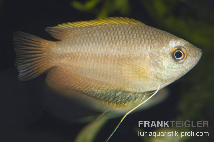 Honigfadenfisch - Trichogaster chuna