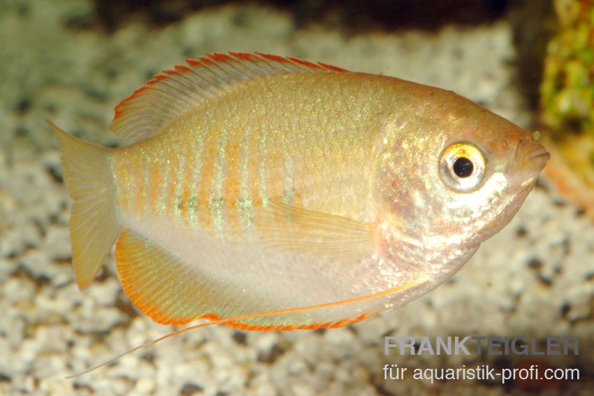 Dicklippiger Fadenfisch - Trichogaster labiosa - 1