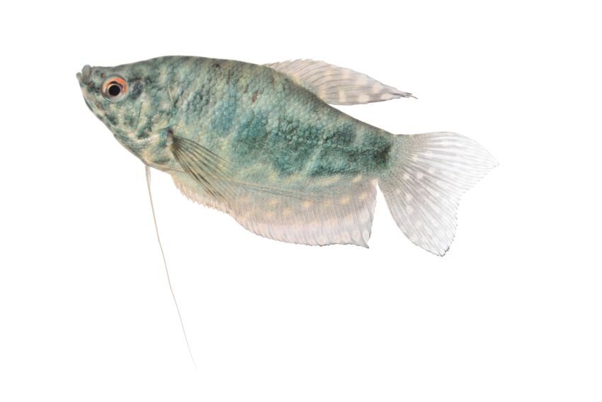 Blauer Fadenfisch - Trichopodus trichopterus - 4