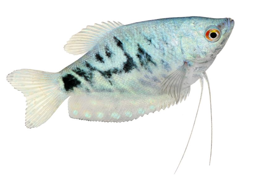 Blauer Fadenfisch - Trichopodus trichopterus - 8