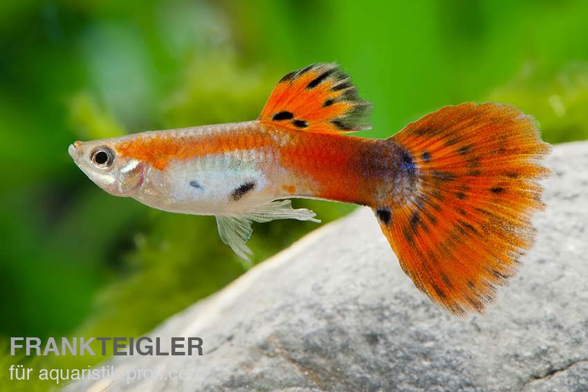 Die 10 beliebtesten Aquarium Fische: Guppy, Neon und Co.